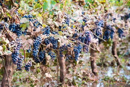 Des vignes ont été touchées juste avant la vendange.©O.LEBARON